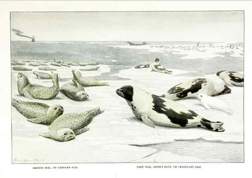 Reproducción/Reproduction 7017491275: The larger North American mammals.. Washington,National Geographic Society,1916.