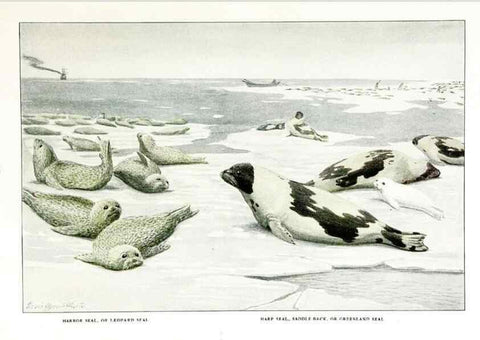 Reproducción/Reproduction 7017491275: The larger North American mammals.. Washington,National Geographic Society,1916.