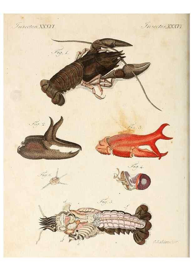 Reproducción/Reproduction 7002729871: Porte-feuille instructif et amusant pour la jeunesse :. Àvienne,Chez Antoine Pichler,1807.
