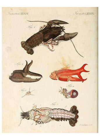 Reproducción/Reproduction 7002729871: Porte-feuille instructif et amusant pour la jeunesse :. Àvienne,Chez Antoine Pichler,1807.