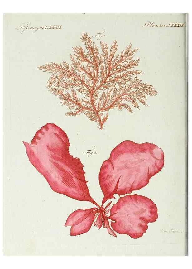 Reproducción/Reproduction 7002730431: Porte-feuille instructif et amusant pour la jeunesse :. Àvienne,Chez Antoine Pichler,1807.