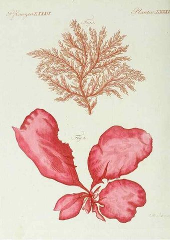 Reproducción/Reproduction 7002730431: Porte-feuille instructif et amusant pour la jeunesse :. Àvienne,Chez Antoine Pichler,1807.