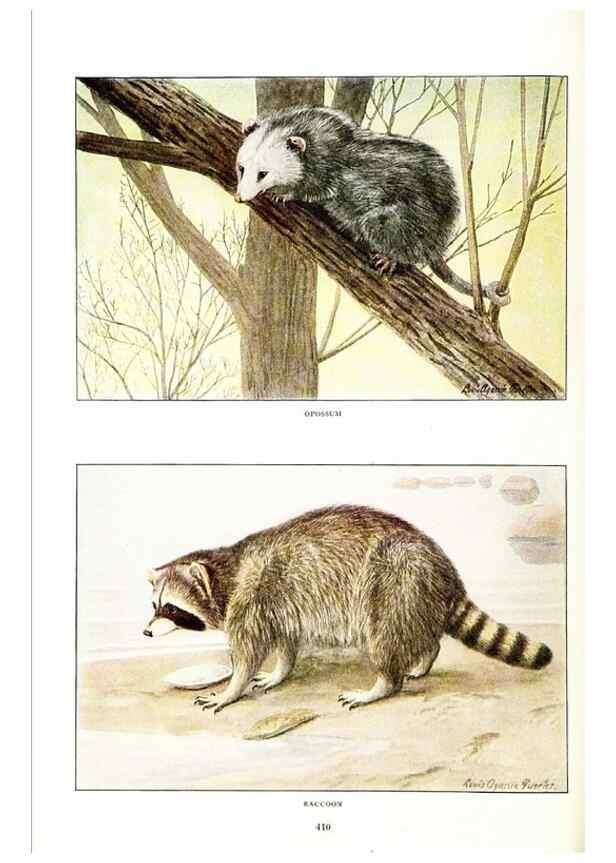 Reproducción/Reproduction 7017480193: The larger North American mammals.. Washington,National Geographic Society,1916.