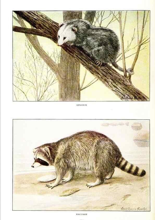 Reproducción/Reproduction 7017480193: The larger North American mammals.. Washington,National Geographic Society,1916.