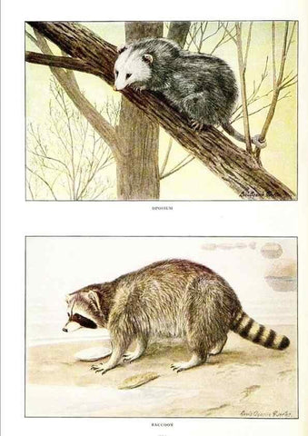 Reproducción/Reproduction 7017480193: The larger North American mammals.. Washington,National Geographic Society,1916.