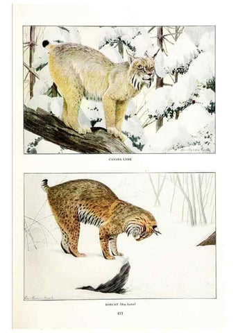 Reproducción/Reproduction 6871373660: The larger North American mammals.. Washington,National Geographic Society,1916.