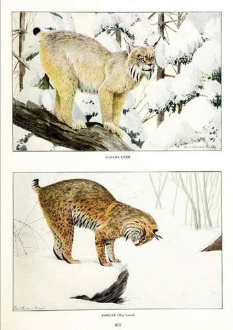 Reproducción/Reproduction 6871373660: The larger North American mammals.. Washington,National Geographic Society,1916.