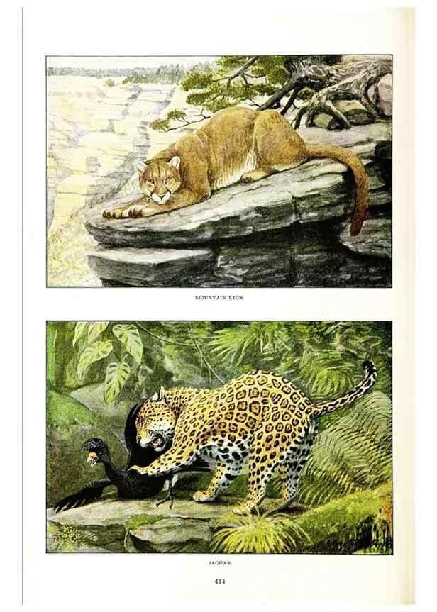 Reproducción/Reproduction 6871374558: The larger North American mammals.. Washington,National Geographic Society,1916.
