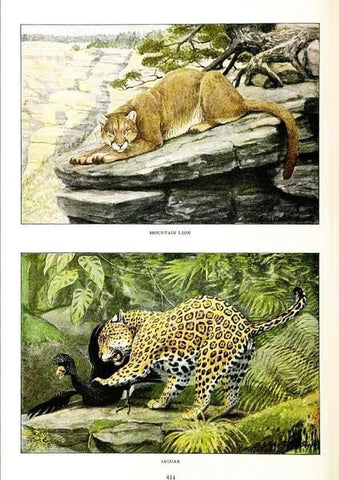 Reproducción/Reproduction 6871374558: The larger North American mammals.. Washington,National Geographic Society,1916.