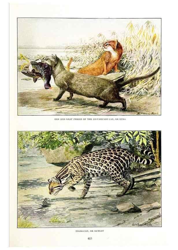 Reproducción/Reproduction 6871375366: The larger North American mammals.. Washington,National Geographic Society,1916.