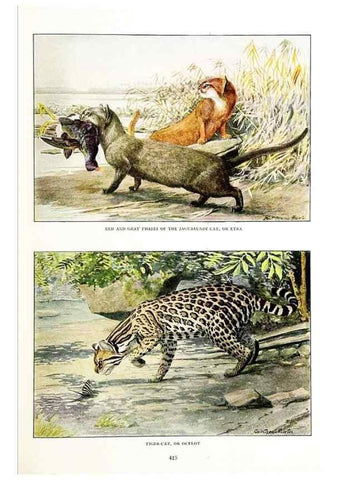 Reproducción/Reproduction 6871375366: The larger North American mammals.. Washington,National Geographic Society,1916.