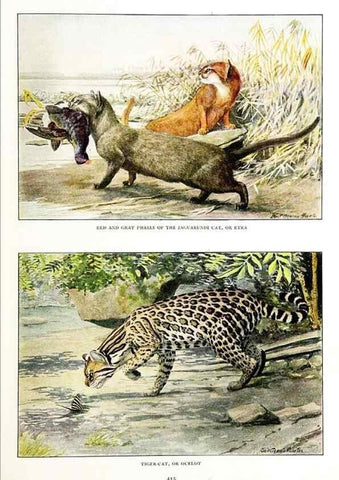 Reproducción/Reproduction 6871375366: The larger North American mammals.. Washington,National Geographic Society,1916.