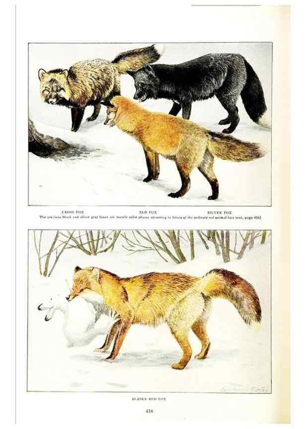 Reproducción/Reproduction 6871375972: The larger North American mammals.. Washington,National Geographic Society,1916.