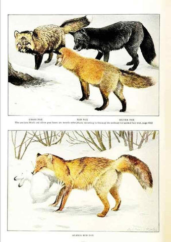 Reproducción/Reproduction 6871375972: The larger North American mammals.. Washington,National Geographic Society,1916.
