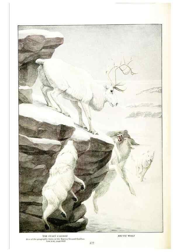 Reproducción/Reproduction 6871377230: The larger North American mammals.. Washington,National Geographic Society,1916.