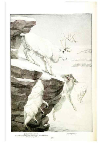 Reproducción/Reproduction 6871377230: The larger North American mammals.. Washington,National Geographic Society,1916.