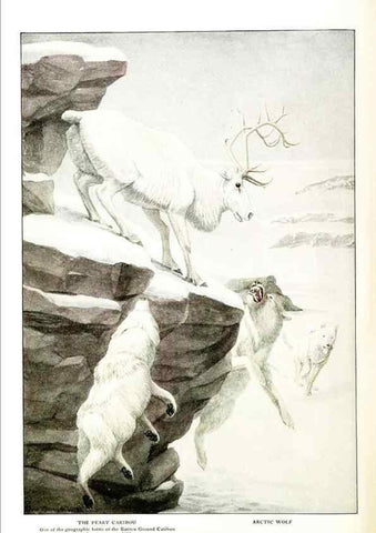 Reproducción/Reproduction 6871377230: The larger North American mammals.. Washington,National Geographic Society,1916.