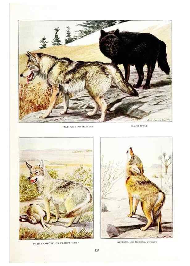 Reproducción/Reproduction 6871377942: The larger North American mammals.. Washington,National Geographic Society,1916.