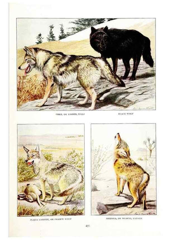 Reproducción/Reproduction 6871377942: The larger North American mammals.. Washington,National Geographic Society,1916.