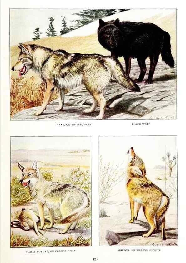 Reproducción/Reproduction 6871377942: The larger North American mammals.. Washington,National Geographic Society,1916.