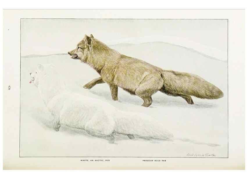 Reproducción/Reproduction 6871378566: The larger North American mammals.. Washington,National Geographic Society,1916.