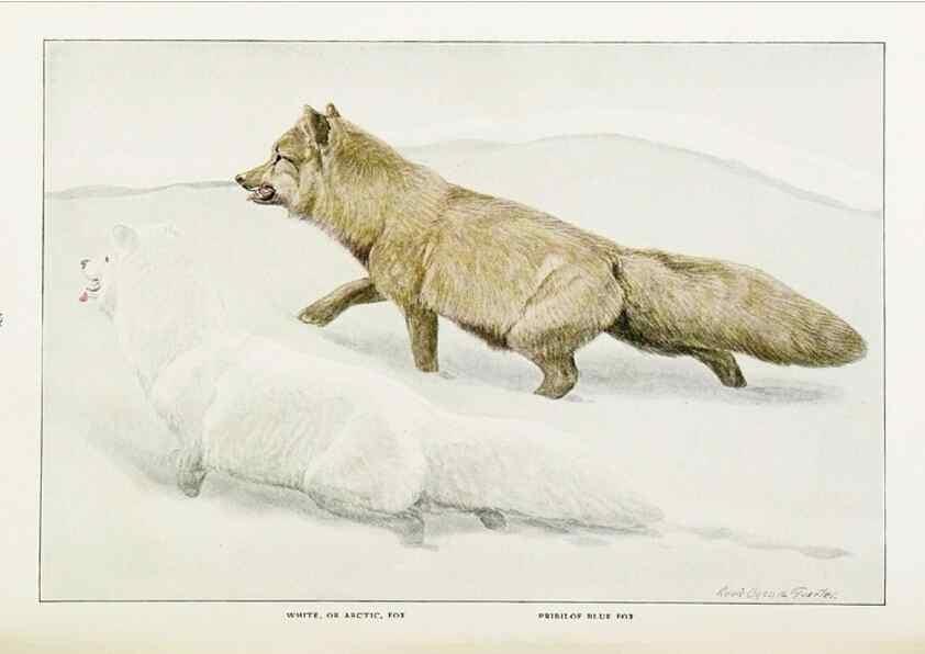 Reproducción/Reproduction 6871378566: The larger North American mammals.. Washington,National Geographic Society,1916.