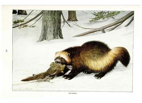 Reproducción/Reproduction 7017486249: The larger North American mammals.. Washington,National Geographic Society,1916.