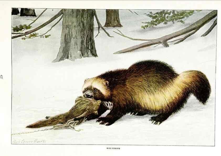 Reproducción/Reproduction 7017486249: The larger North American mammals.. Washington,National Geographic Society,1916.