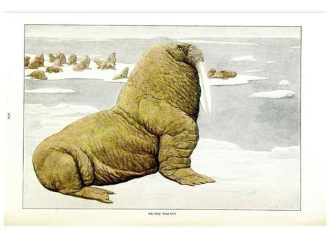 Reproducción/Reproduction 7017486975: The larger North American mammals.. Washington,National Geographic Society,1916.