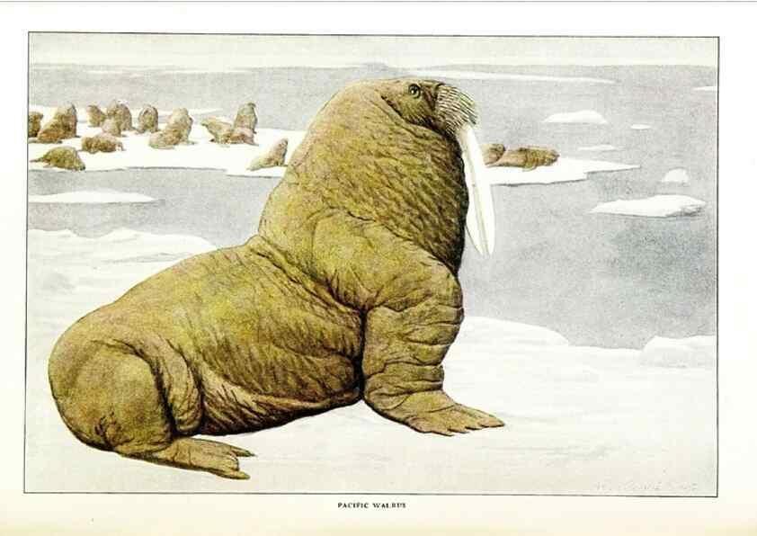 Reproducción/Reproduction 7017486975: The larger North American mammals.. Washington,National Geographic Society,1916.