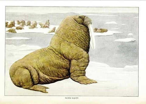 Reproducción/Reproduction 7017486975: The larger North American mammals.. Washington,National Geographic Society,1916.