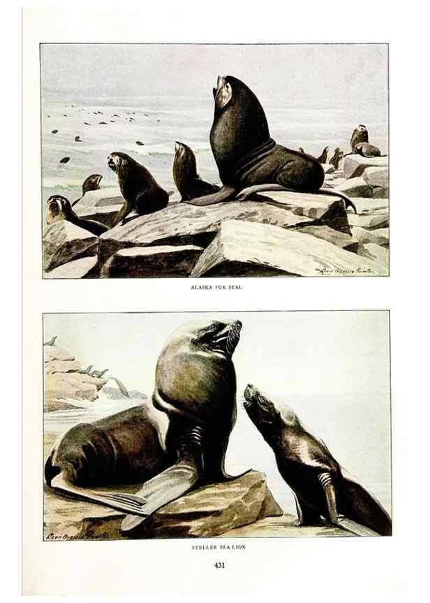 Reproducción/Reproduction 7017488483: The larger North American mammals.. Washington,National Geographic Society,1916.