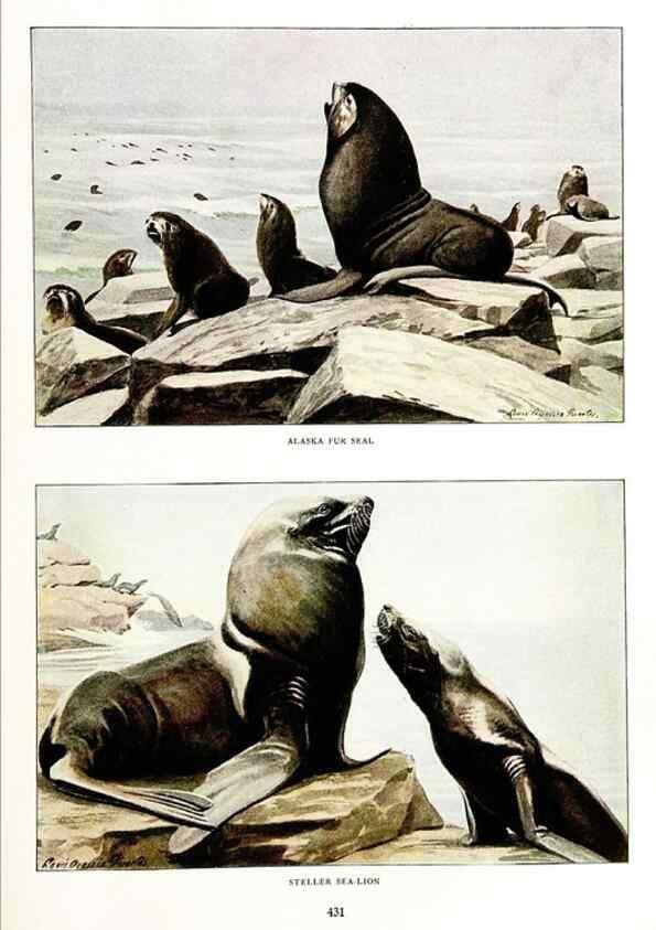 Reproducción/Reproduction 7017488483: The larger North American mammals.. Washington,National Geographic Society,1916.