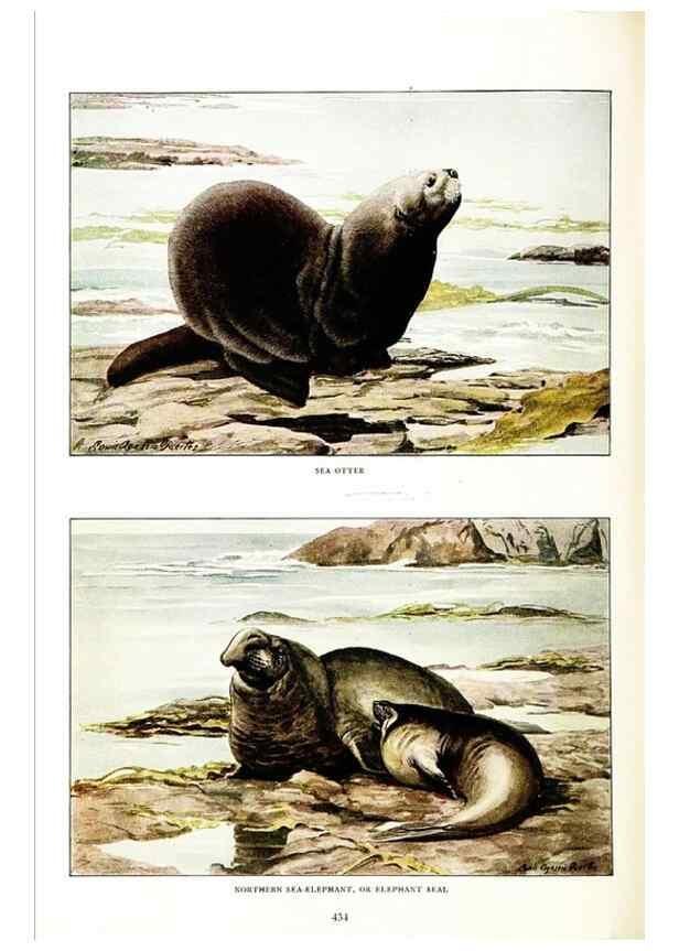 Reproducción/Reproduction 7017490645: The larger North American mammals.. Washington,National Geographic Society,1916.
