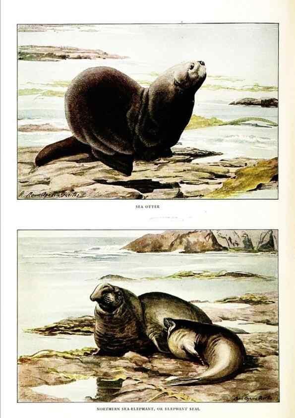 Reproducción/Reproduction 7017490645: The larger North American mammals.. Washington,National Geographic Society,1916.