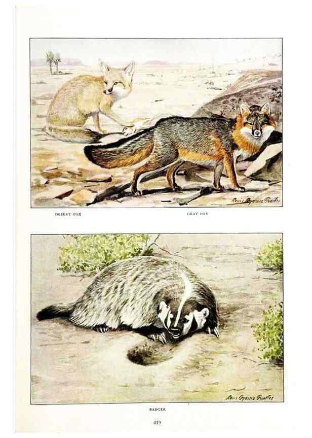 Reproducción/Reproduction 6871376716: The larger North American mammals.. Washington,National Geographic Society,1916.