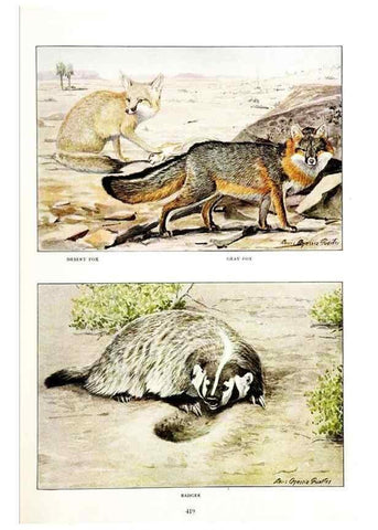 Reproducción/Reproduction 6871376716: The larger North American mammals.. Washington,National Geographic Society,1916.