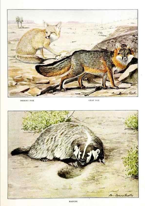 Reproducción/Reproduction 6871376716: The larger North American mammals.. Washington,National Geographic Society,1916.