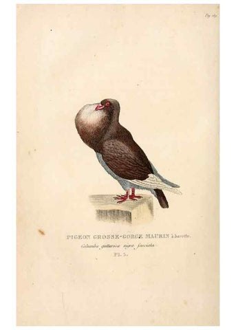 Reproducción/Reproduction 6896438100: Les pigeons. Paris,Audot,1824.