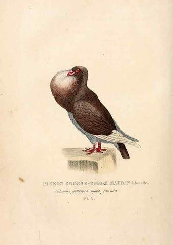 Reproducción/Reproduction 6896438100: Les pigeons. Paris,Audot,1824.