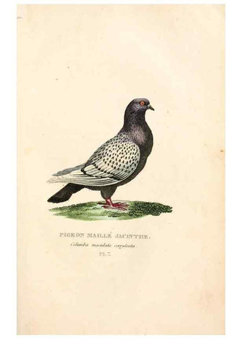 Reproducción/Reproduction 7042535825: Les pigeons. Paris,Audot,1824.