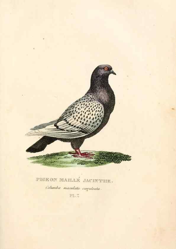 Reproducción/Reproduction 7042535825: Les pigeons. Paris,Audot,1824.