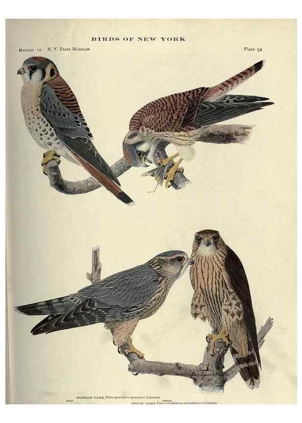 Reproducción/Reproduction 6901485364: Birds of New York /. Albany :University of the State of New York,1910-1914.
