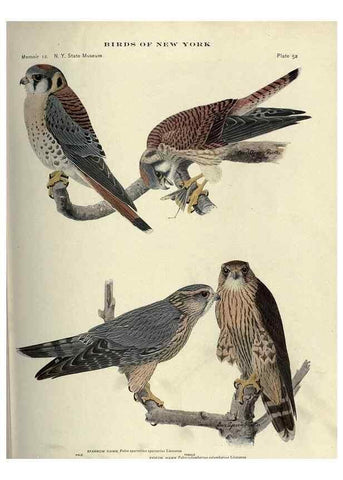 Reproducción/Reproduction 6901485364: Birds of New York /. Albany :University of the State of New York,1910-1914.