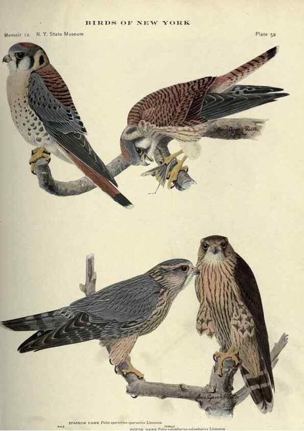 Reproducción/Reproduction 6901485364: Birds of New York /. Albany :University of the State of New York,1910-1914.