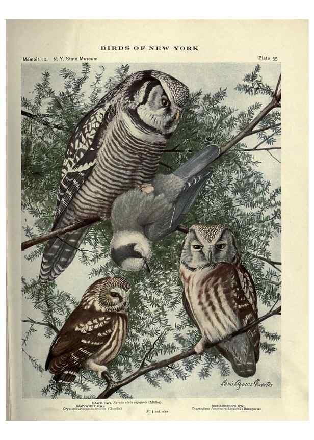 Reproducción/Reproduction 6901486186: Birds of New York /. Albany :University of the State of New York,1910-1914.