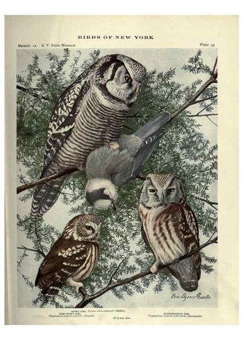 Reproducción/Reproduction 6901486186: Birds of New York /. Albany :University of the State of New York,1910-1914.