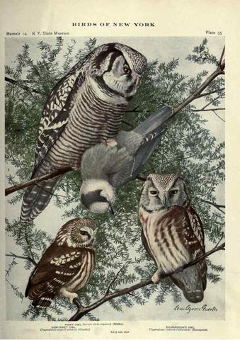 Reproducción/Reproduction 6901486186: Birds of New York /. Albany :University of the State of New York,1910-1914.