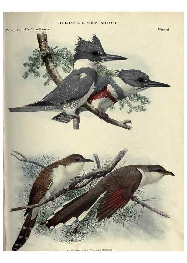 Reproducción/Reproduction 7047583721: Birds of New York /. Albany :University of the State of New York,1910-1914.
