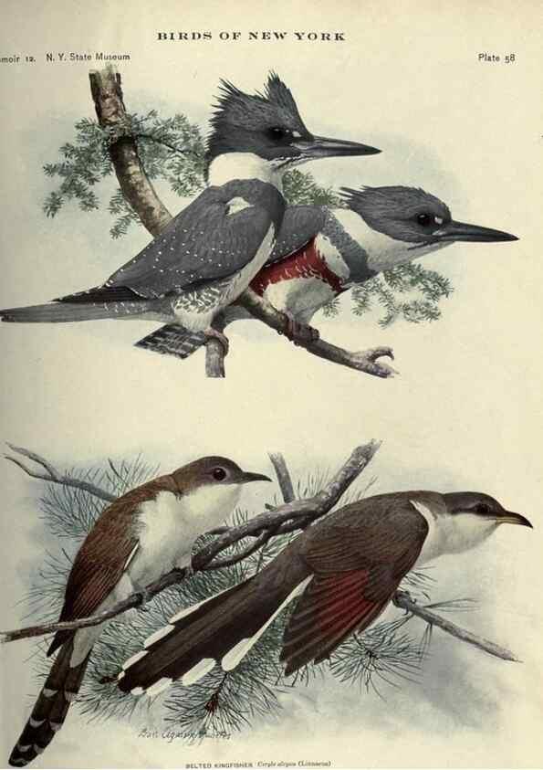 Reproducción/Reproduction 7047583721: Birds of New York /. Albany :University of the State of New York,1910-1914.